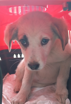 dog image
